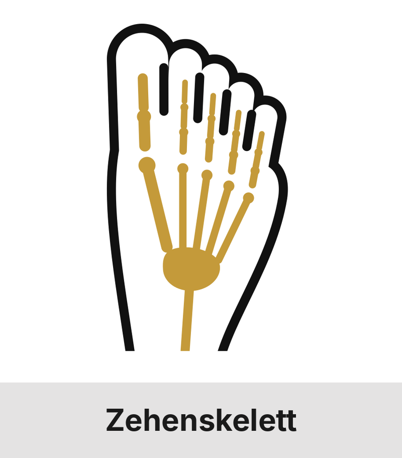 zehenskelett-beschriftet